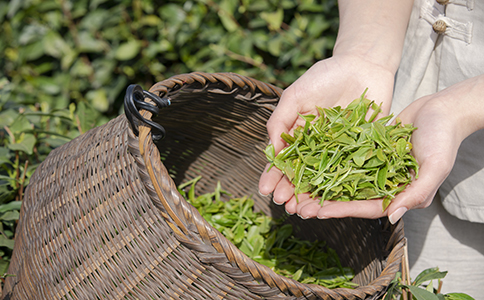 青島注冊(cè)茶葉商標(biāo)